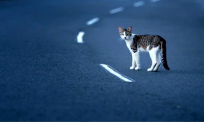 Se il gatto provoca un incidente in autostrada, Serravalle non è responsabile