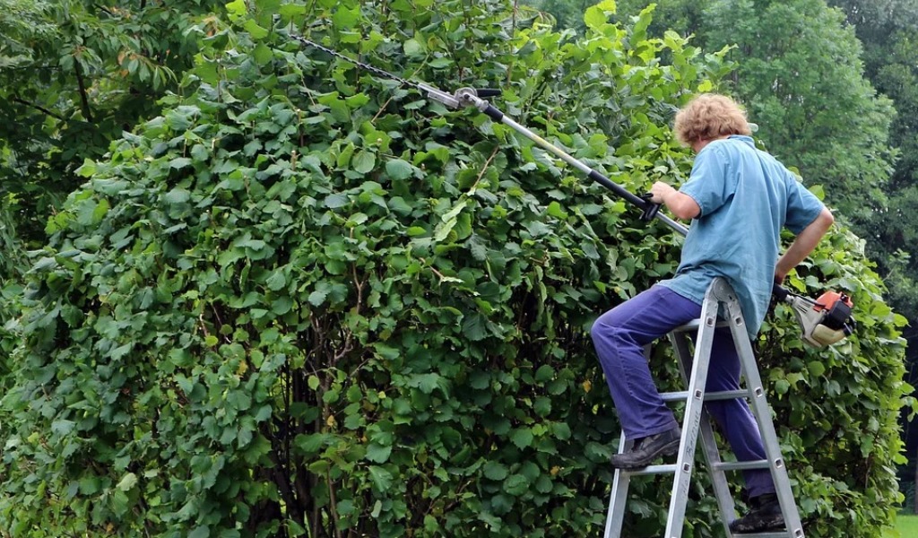 Il Comune impone l’obbligo del taglio di rami e alberi potenzialmente pericolosi per la circolazione ferroviaria