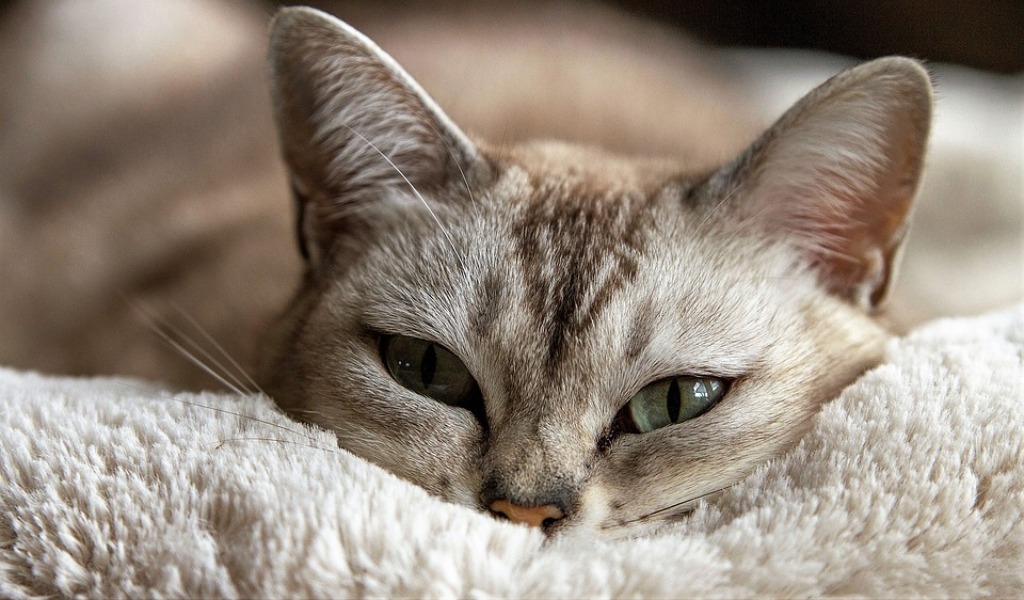 Gatto Morto Dopo Lavaggio Con La Candeggina E Colpa Della D Urso Aidaa Presenta Un Esposto