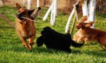 I cani abbaiano e disturbano chi è a casa e così l'area cani di via Montale traslocherà