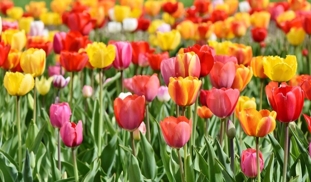 L’inno alla vita della primavera, la poesia che sconfigge la paura (e il Coronavirus)