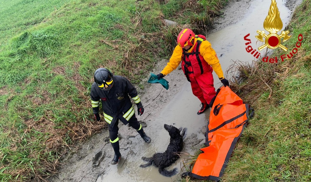 Cane ferito recuperato nel fango di un fossato dai Vigili del fuoco di Lodi FOTO