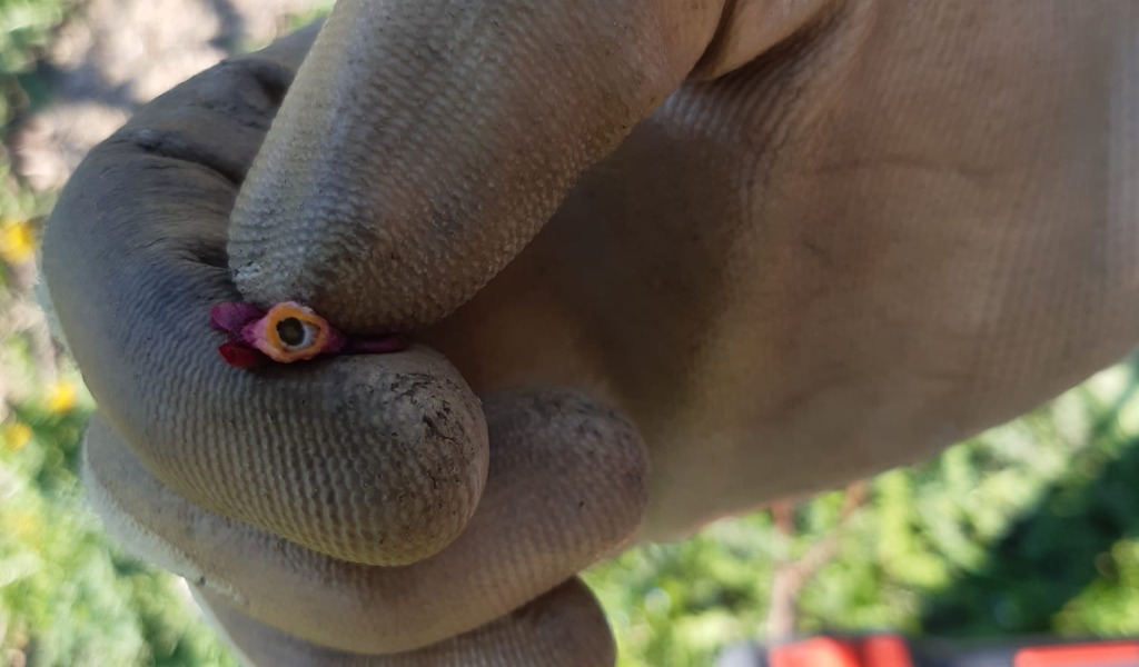 Il freddo di questi giorni mette in ginocchio i frutteti del Lodigiano: a rischio albicocche, ciliegie e pesche