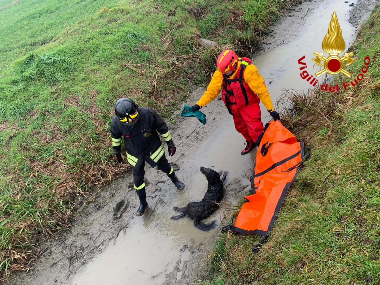 Cane ferito recuperato nel fango di un fossato dai Vigili del fuoco di Lodi