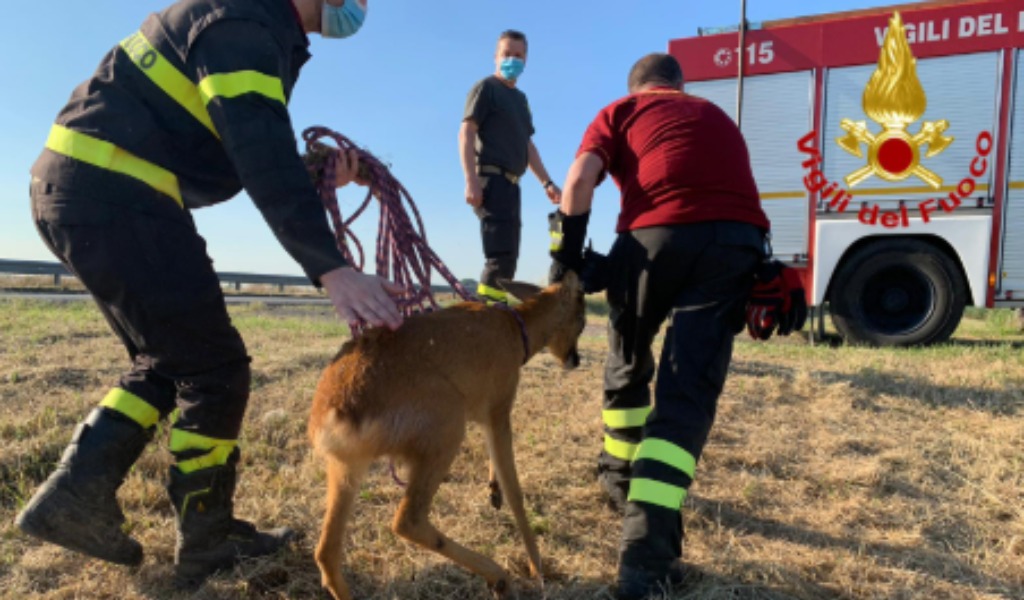 Un capriolo rimane incastrato in un fosso pieno d’acqua, a salvarlo ci pensano i Vigili del fuoco