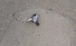 Colpi d'arma da fuoco in centro per uccidere piccioni e colombi: pericolo per i cittadini FOTO