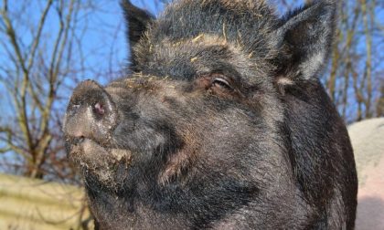 Cinghiali: nel Lodigiano 1 incidente (denunciato) e oltre 2.200 euro di danni all’agricoltura nel 2019