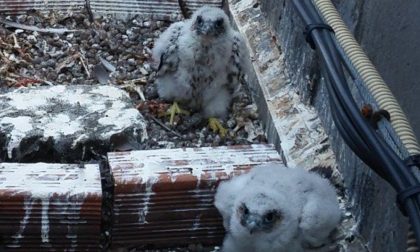 Nati 4 cuccioli di falco pellegrino sui tetti lodigiani: un successo per la specie protetta