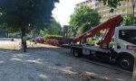 Ippocastani sicuri a bordo strada: gli alberi lodigiani superano il test FOTO