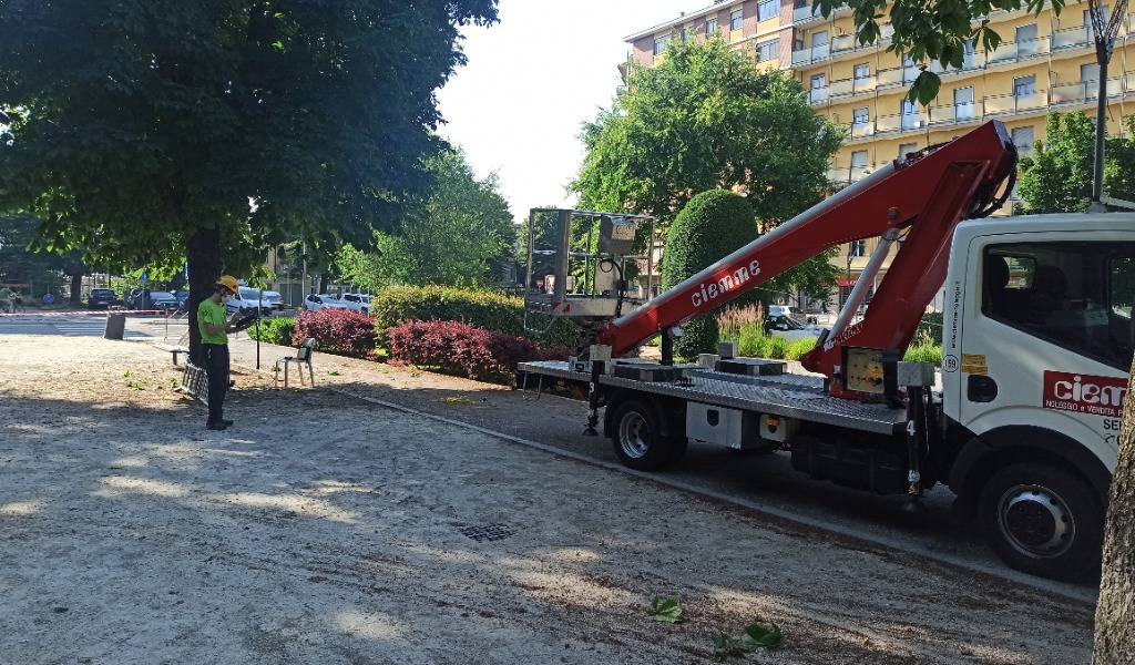 Ippocastani sicuri a bordo strada: gli alberi lodigiani superano il test FOTO