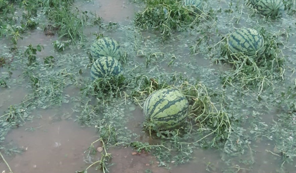 Maltempo, violenta grandinata: frutta e verdure triturate, danni anche sul mais FOTO