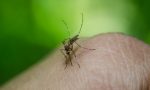 Nel Lodigiano scoperti 6 casi di Febbre del Nilo, trovate zanzare positive