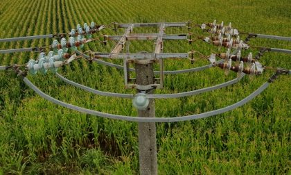 Cicogna folgorata dopo essersi posata sulle linee aeree della corrente
