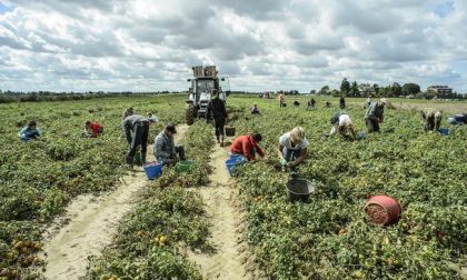 Nuovo focolaio Covid: 97 positivi in un’azienda agricola Mantovana
