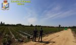 Caporalato nei campi: cento lavoratori a raccogliere fragole 9 ore al giorno per 4,5 euro all’ora VIDEO