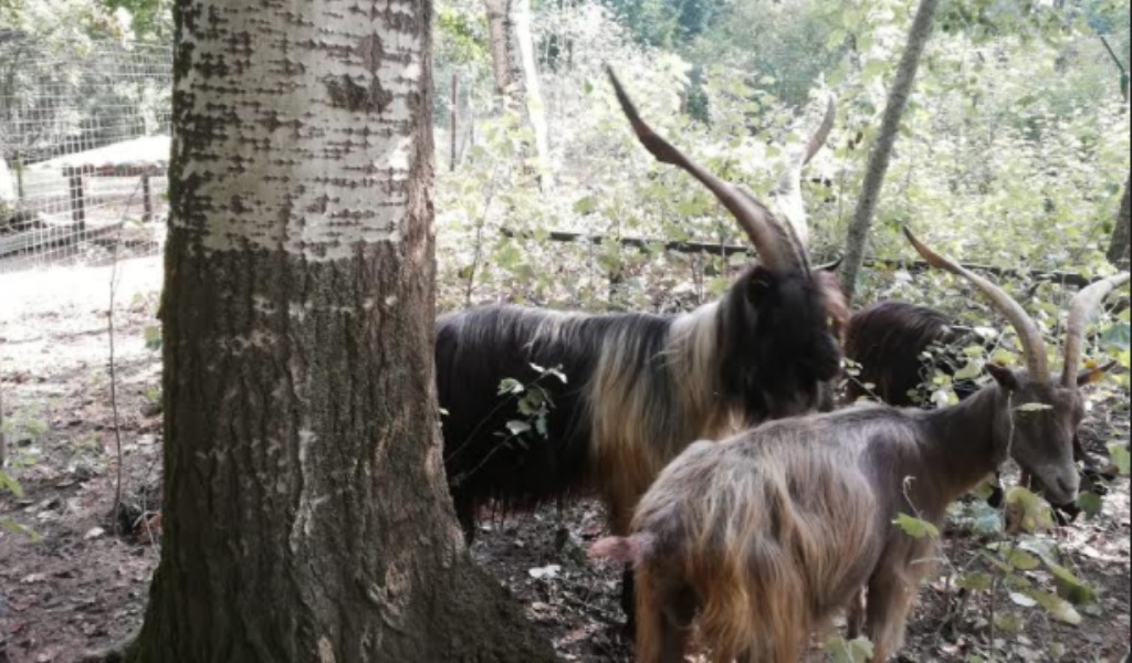 Parco Ittico Paradiso aperto ai bambini che vogliono conoscere la capra orobica autoctona 
