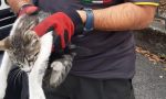 Gatto intrappolato nel vano motore di un'auto, salvato dai Vigili del Fuoco