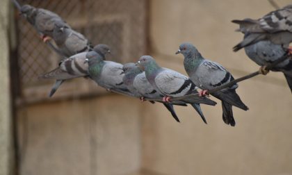 Lotta ai piccioni: arruolati 600 cacciatori autorizzati al "controllo", 12 a Lodi