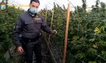 Sequestrata la più grande piantagione di marijuana mai vista in Italia: 115.800 piante VIDEO