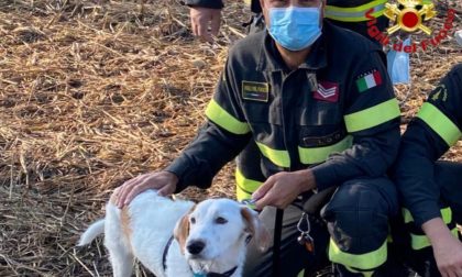 Si infila in un fosso pieno di rovi e non riesce più ad uscire: cane salvato dai Vigili del fuoco