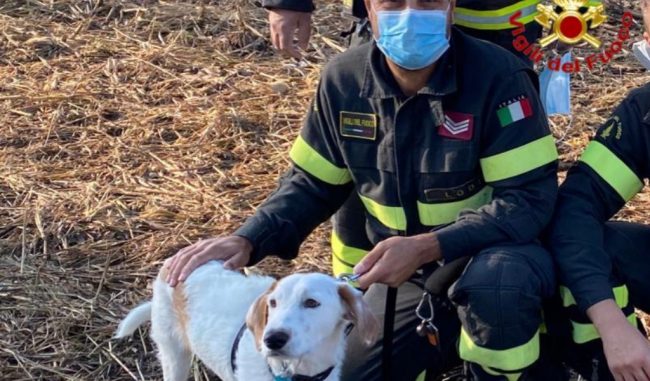 Si infila in un fosso pieno di rovi e non riesce più ad uscire: cane salvato dai Vigili del fuoco