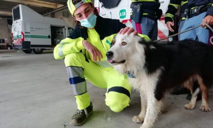 Cane in fuga “per amore” sull’autostrada: recuperato sano e salvo FOTO