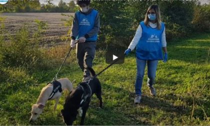Virus e animali: 200 cuccioli con i padroni malati presi in carico dai volontari TRE STORIE DI SOLIDARIETA’ – VIDEO
