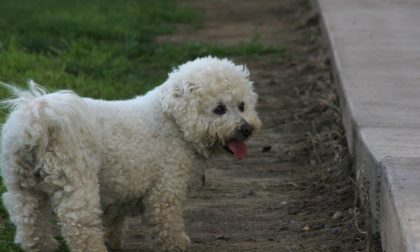 Tragedia in area cani: molosso sbrana un cagnolino, testimoni  sotto shock