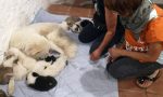 Salvati mamma e 11 cuccioli segregati in un’abitazione privata disabitata FOTO