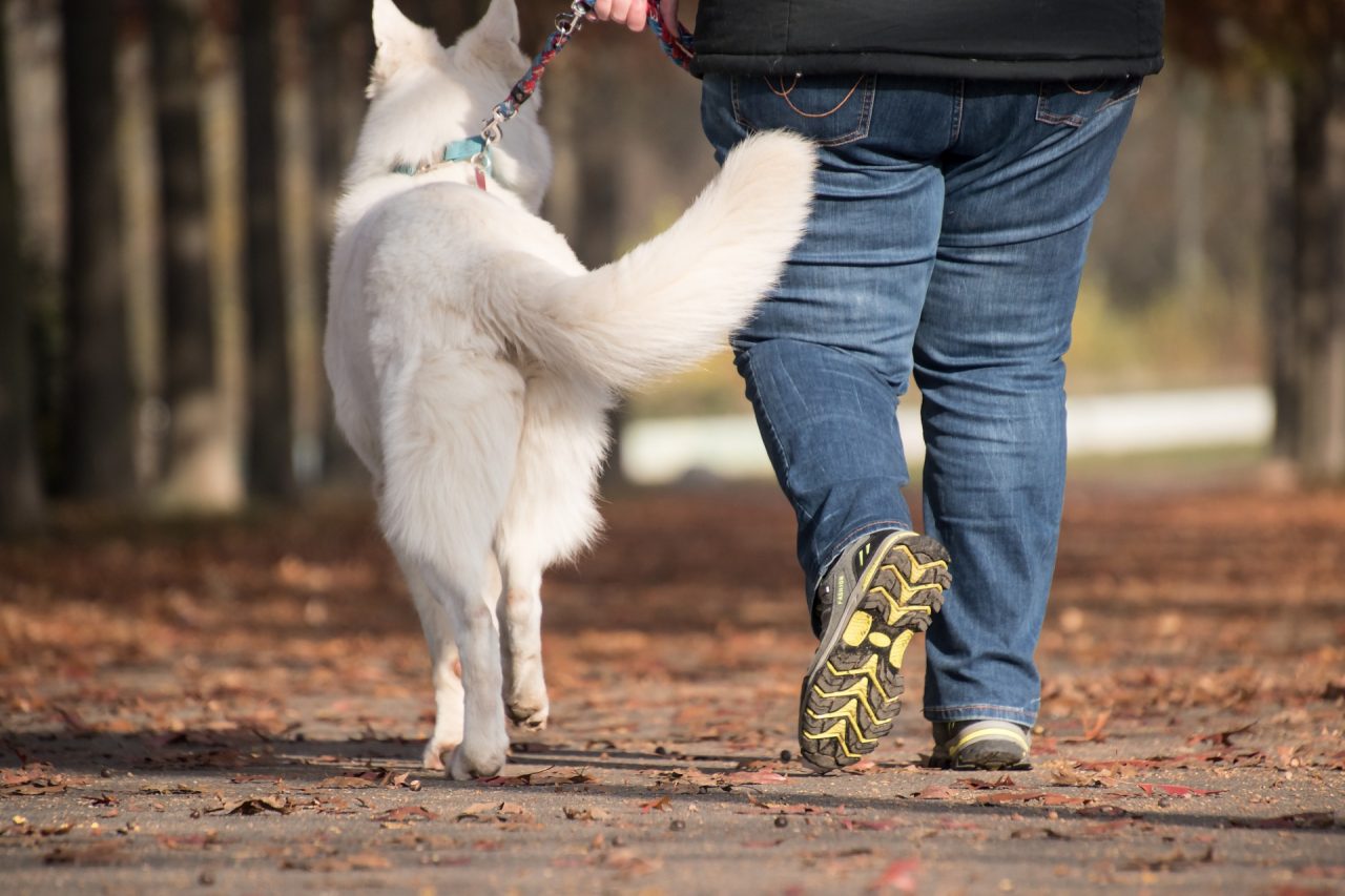 Passeggiare con il cane: regole e comportamenti in vigore da oggi