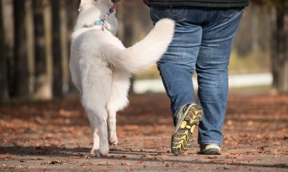 Passeggiare con il cane: regole e comportamenti in vigore da oggi