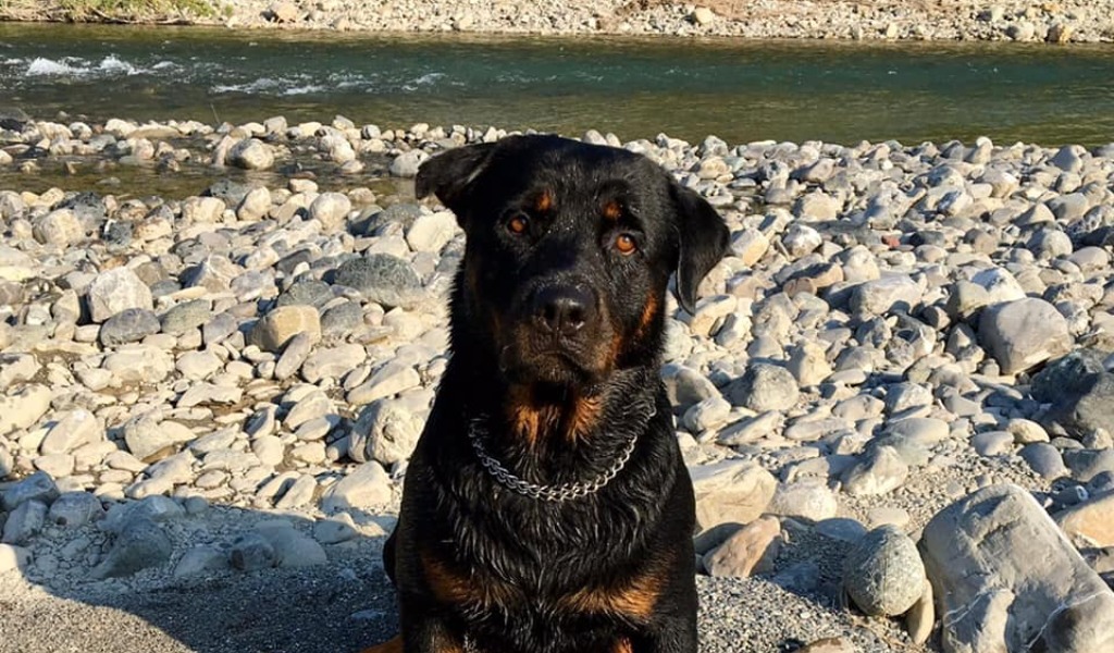 Salgono a otto i cani folgorati (5 morti) dalla corrente dei tombini