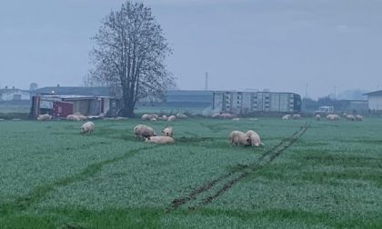 Camion carico di maiali perde il controllo e si ribalta: decine di animali fuggono liberi nei campi