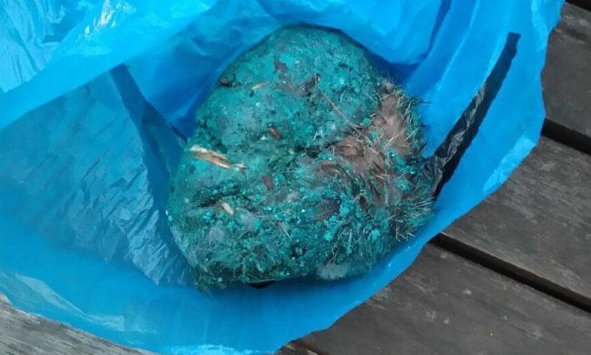 Esche avvelenate al Parco Adda, un pericolo per animali e bambini