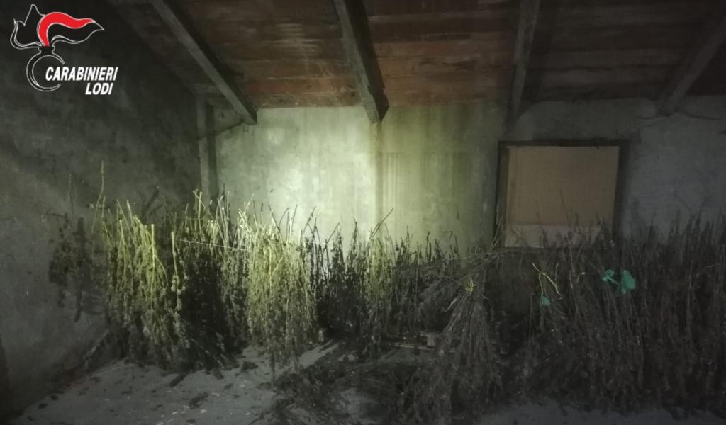 Altro blitz a Cascina Belfuggito, trovata merce probabilmente rubata e 23 kg di marijuana