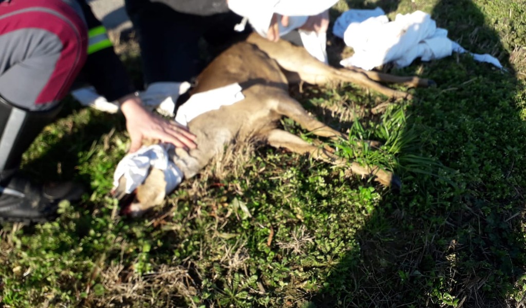 Capriolo ferito nelle campagne lodigiane salvato dalla solidarietà di volontari e Polizia