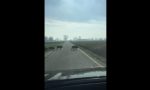 L'incredibile video della folle corsa di un branco di cinghiali che taglia la strada a un automobilista