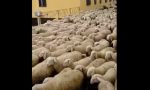 Assembramento a Lodi Vecchio.. ma di pecore
