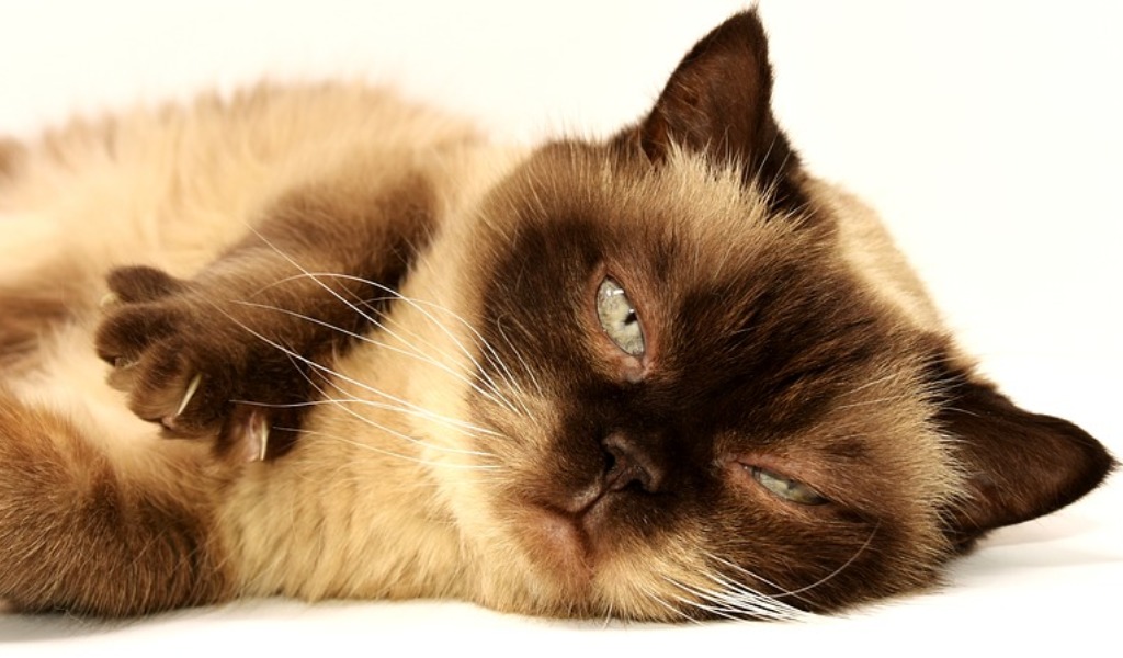 Oggi, 17 febbraio, è la festa del gatto: 7 miti da sfatare sul nostro amico a quattro zampe