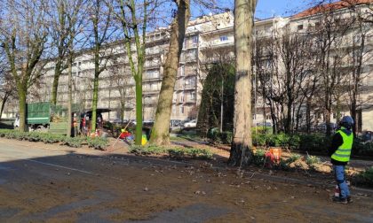 Iniziata la potatura degli alberi dei Giardini Barbarossa