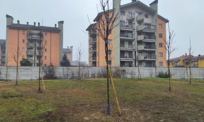 230 nuovi alberi a Lodi per "l'operazione filari"