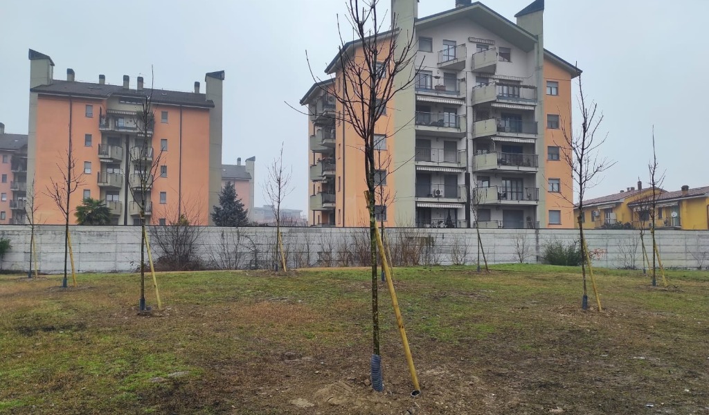 230 nuovi alberi a Lodi per “l’operazione filari”