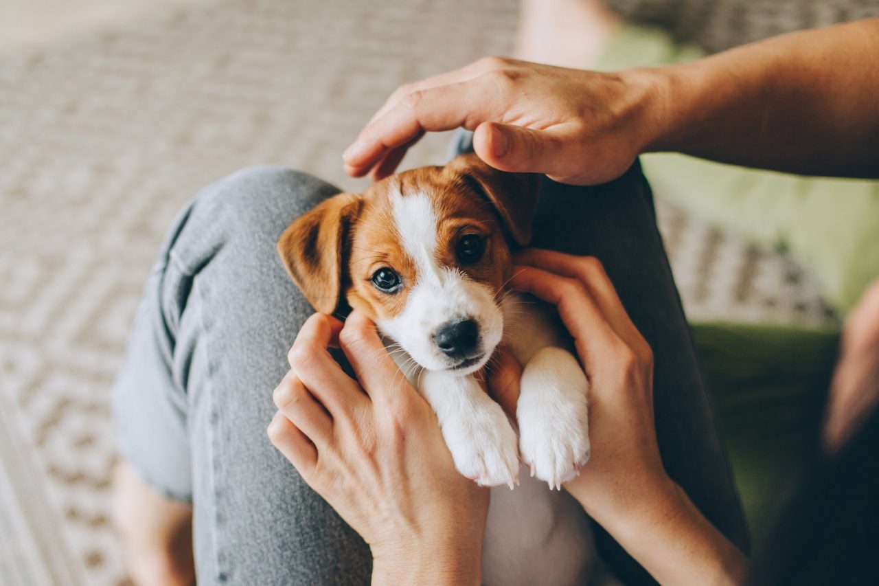 Con il cane al lavoro: ok dalla facoltà di Veterinaria di Lodi
