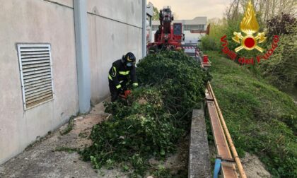 Albero cade su un ponte ostruendo il passaggio dei veicoli