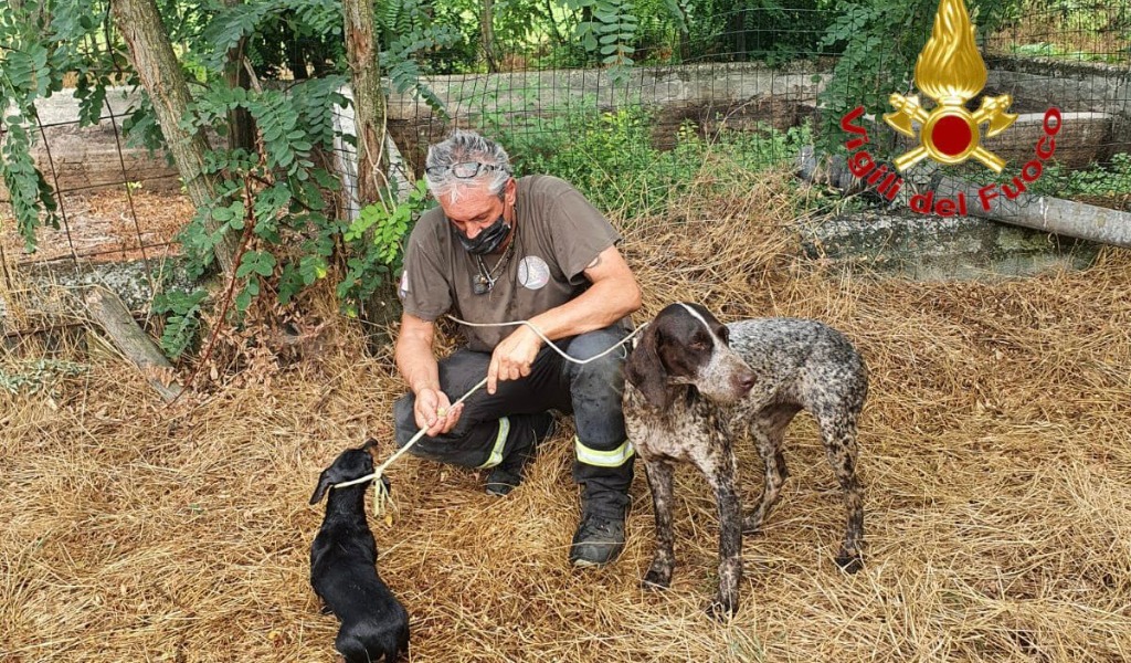 Un cane finisce in una vasca di liquami, l’altro si infila in un tubo: salvati