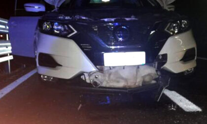 Cane miracolato: investito a 130 km/h si è salvato incastrato nel radiatore