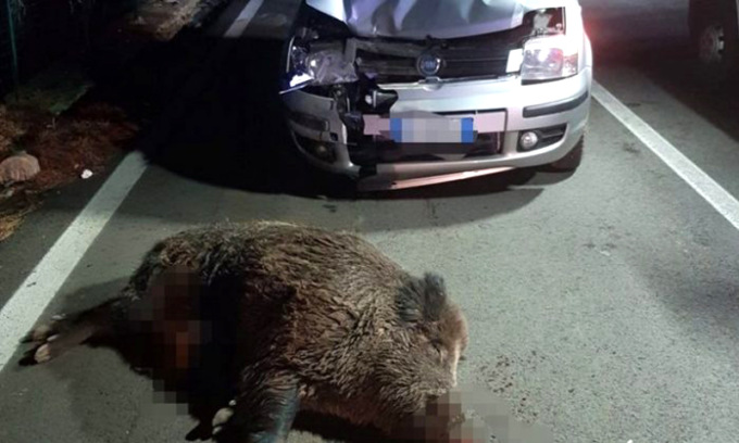 Due 22enni lodigiane “miracolate” dopo l’incidente con un cinghiale