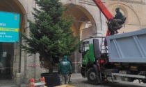 A Lodi arriva il Natale: dopo le luminarie si accende anche l'albero