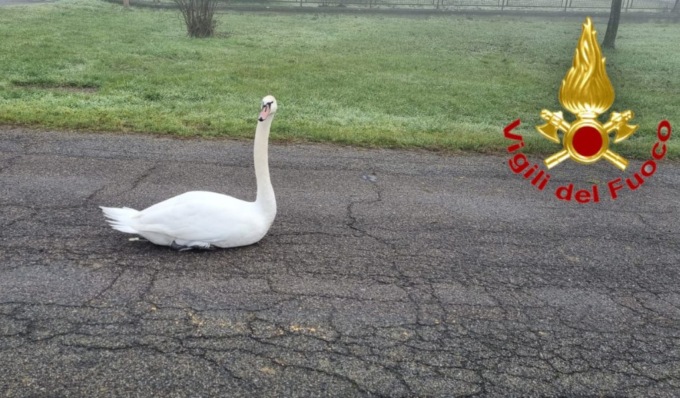 Cigno ferito a un’ala vaga sulla Provinciale, salvato dai Vigili del fuoco