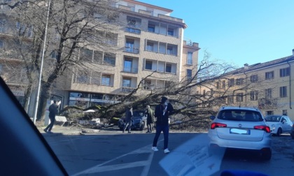 Vento forte in Lombardia, cinque alberi caduti a Lodi e auto distrutte